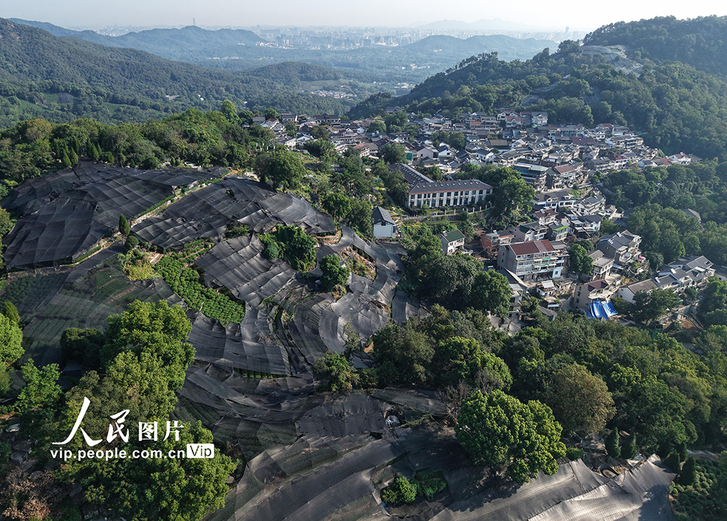 浙江杭州:高溫天氣持續 西湖龍井茶園蓋防曬網【3】