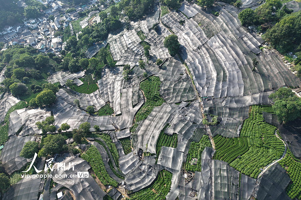 浙江杭州:高溫天氣持續 西湖龍井茶園蓋防曬網【2】