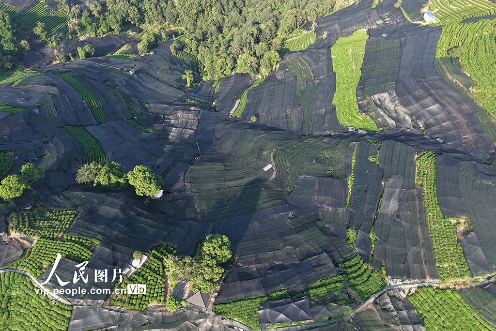 浙江杭州:高溫天氣持續 西湖龍井茶園蓋防曬網【5】
