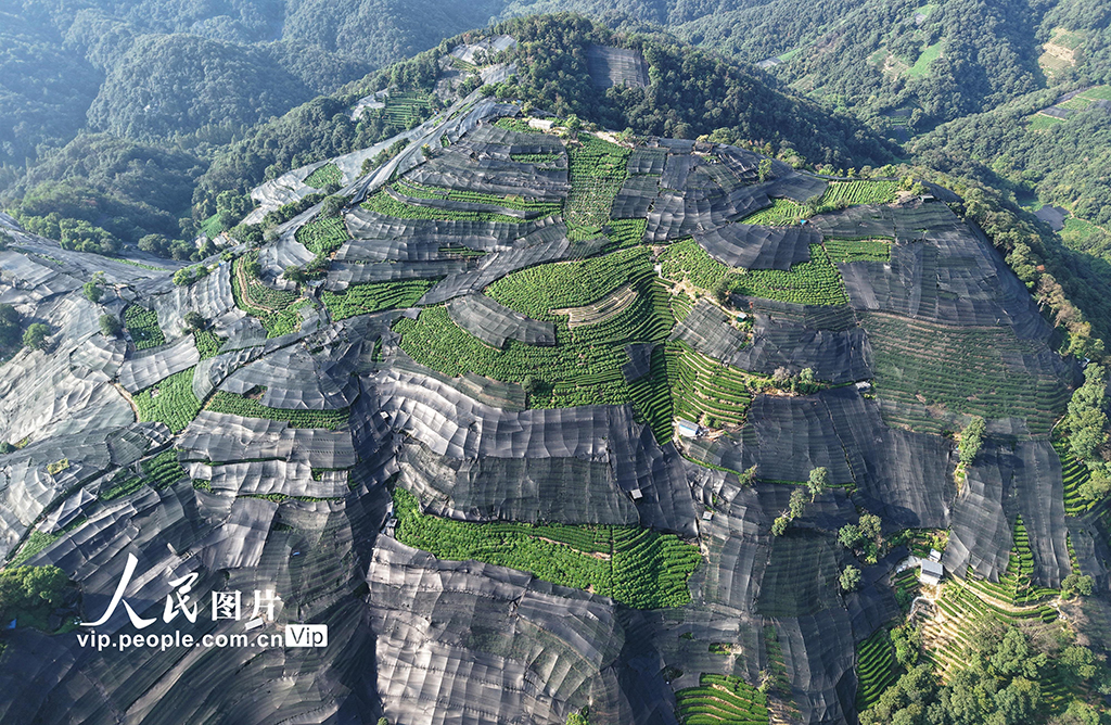 浙江杭州：高溫天氣持續 西湖龍井茶園蓋防曬網