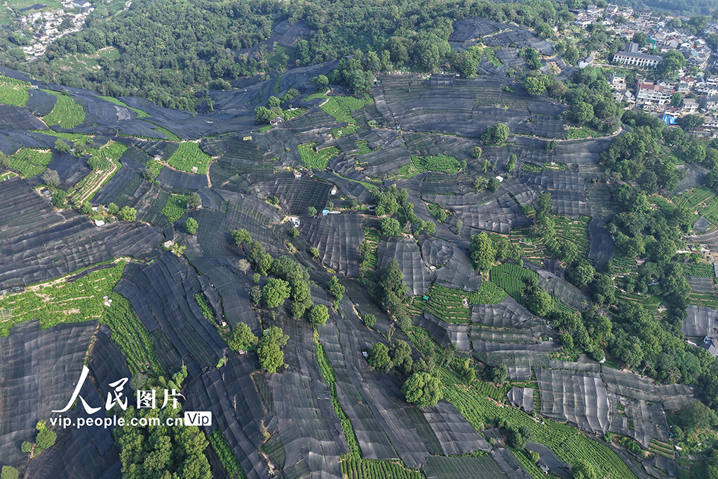 浙江杭州:高溫天氣持續 西湖龍井茶園蓋防曬網【6】