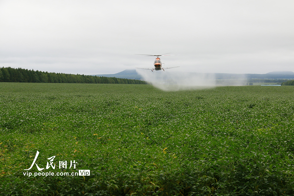 黑龍江黑河:“一噴多促”助力秋糧穩產豐收【2】
