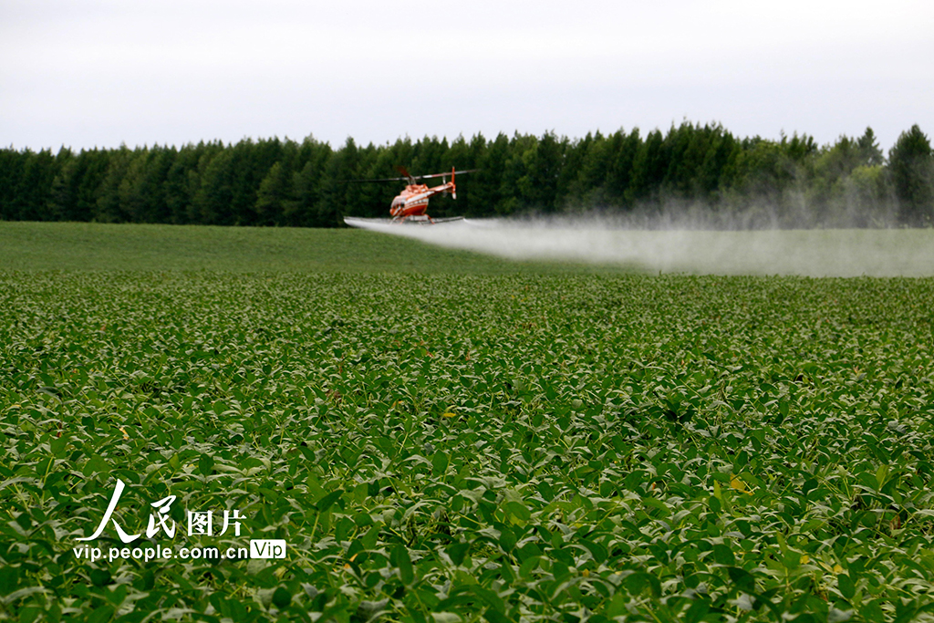 黑龍江黑河:“一噴多促”助力秋糧穩產豐收【3】