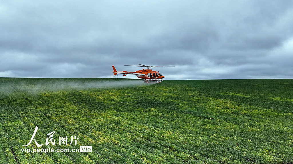 黑龍江黑河:“一噴多促”助力秋糧穩產豐收【4】