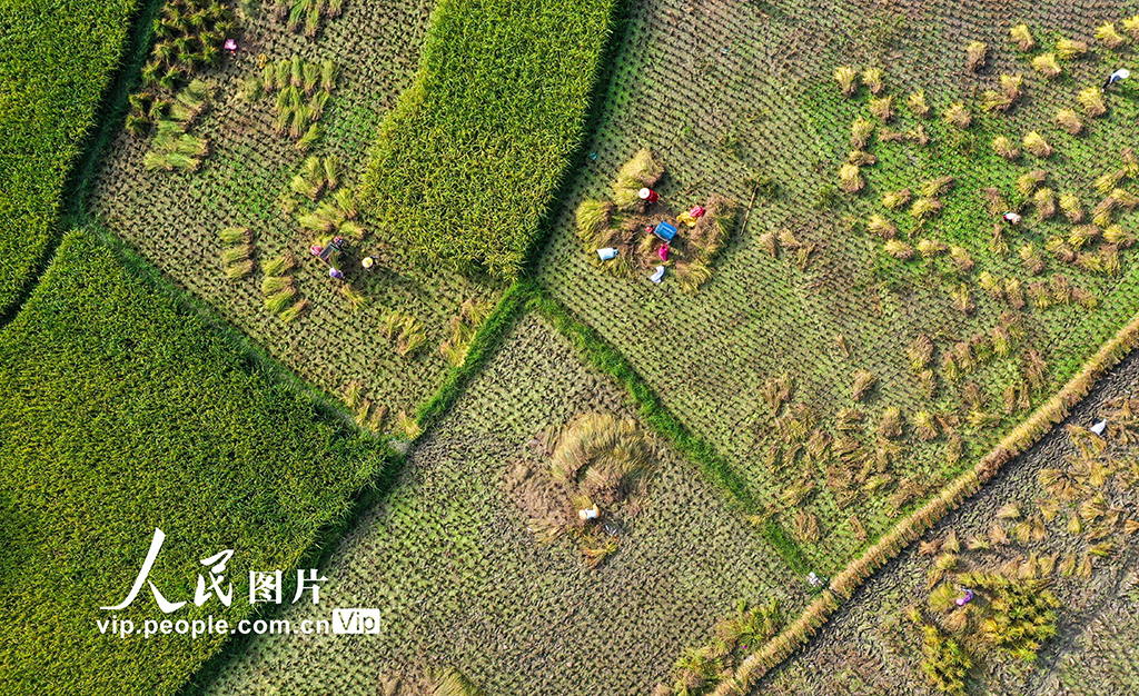 貴州從江:處暑時節農事忙【2】