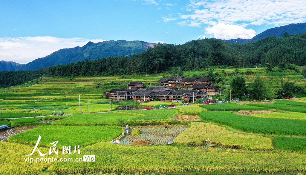 貴州從江:處暑時節農事忙【3】