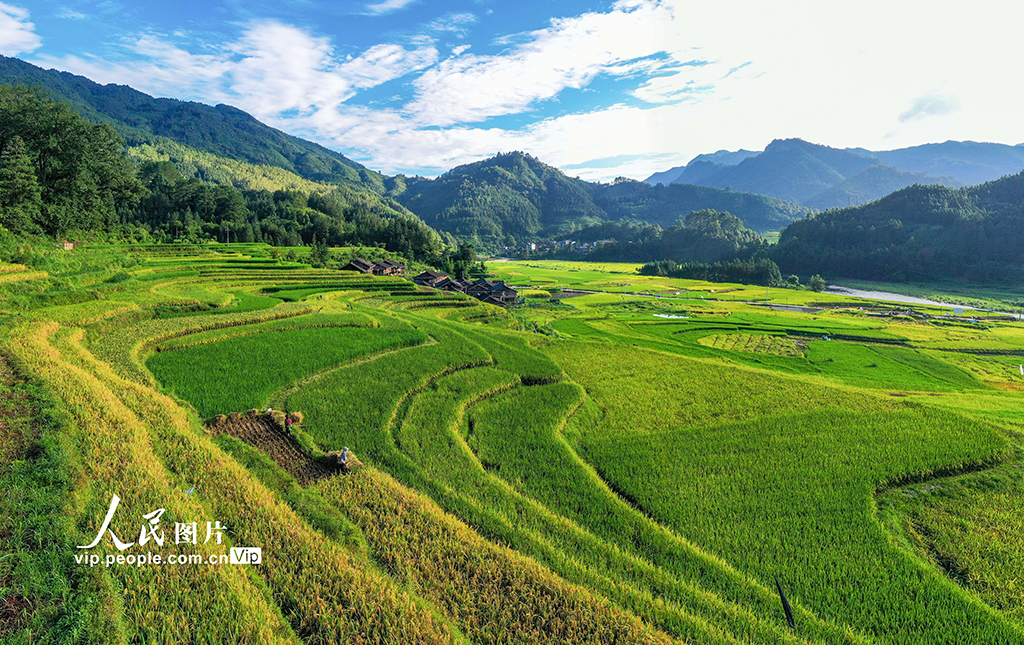 貴州從江:處暑時節農事忙【4】