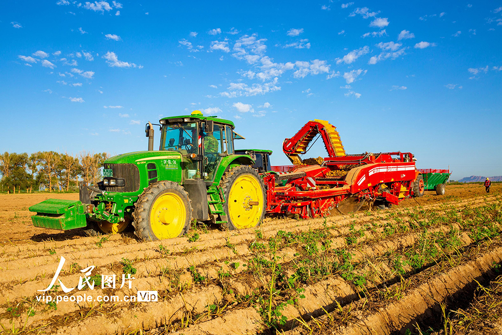 甘肅張掖:采收馬鈴薯【2】