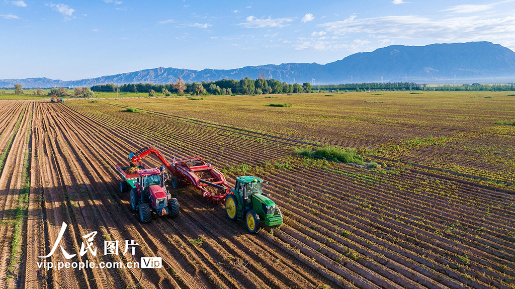 甘肅張掖:采收馬鈴薯【3】