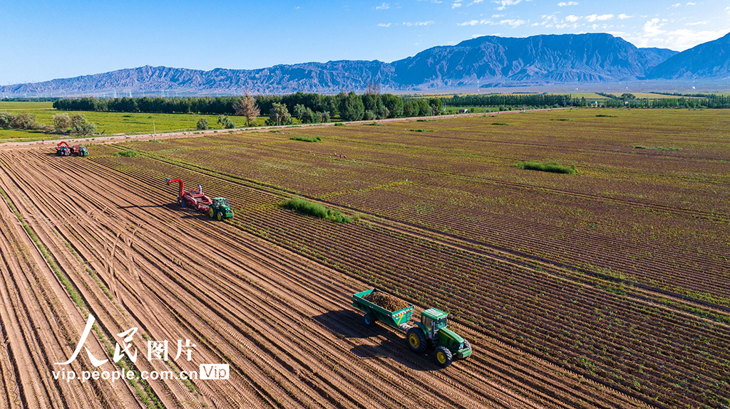 甘肅張掖：采收馬鈴薯【4】