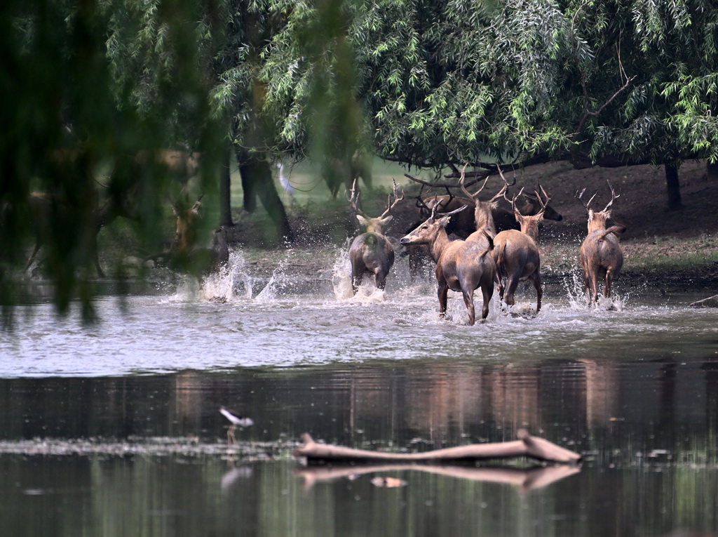 8月18日在北京麋鹿苑拍攝的麋鹿。