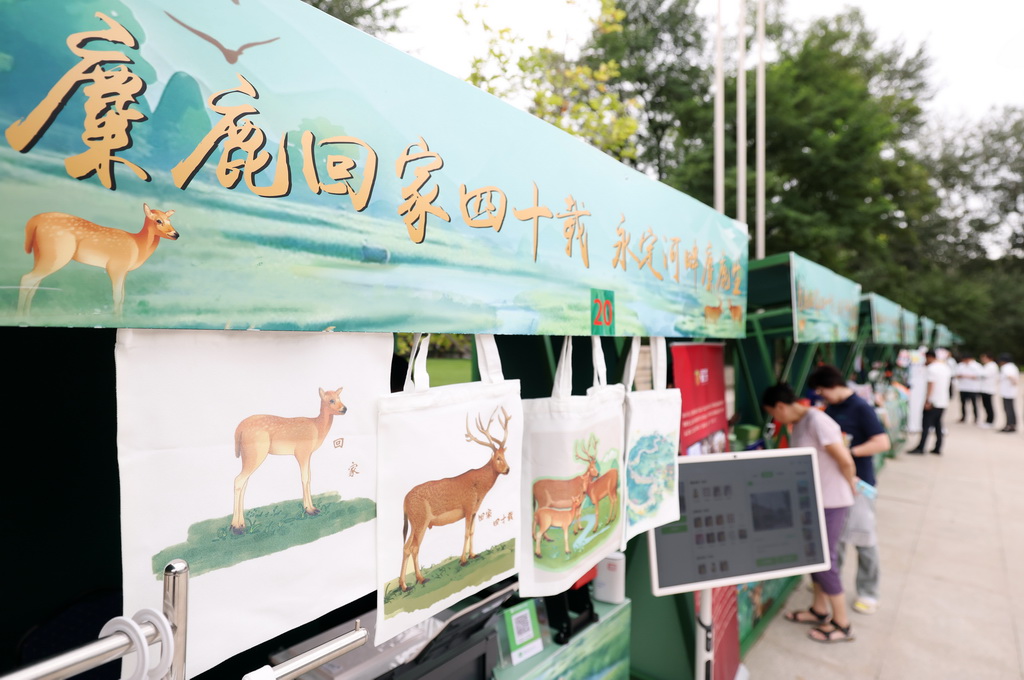 8月24日，北京麋鹿苑舉行系列活動慶祝麋鹿回家四十周年。