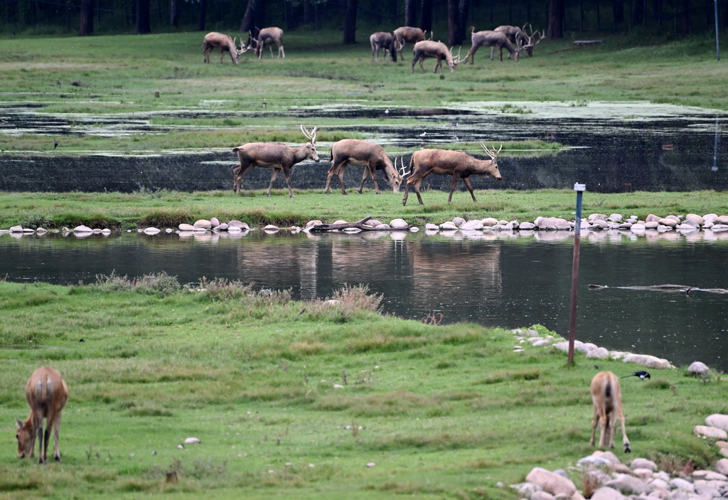 8月24日在北京麋鹿苑拍攝的麋鹿。