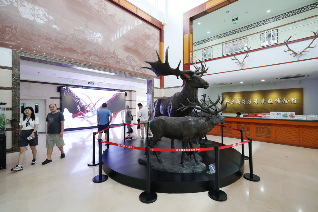 8月24日，游客在北京南海子麋鹿苑博物館參觀了解麋鹿相關知識。