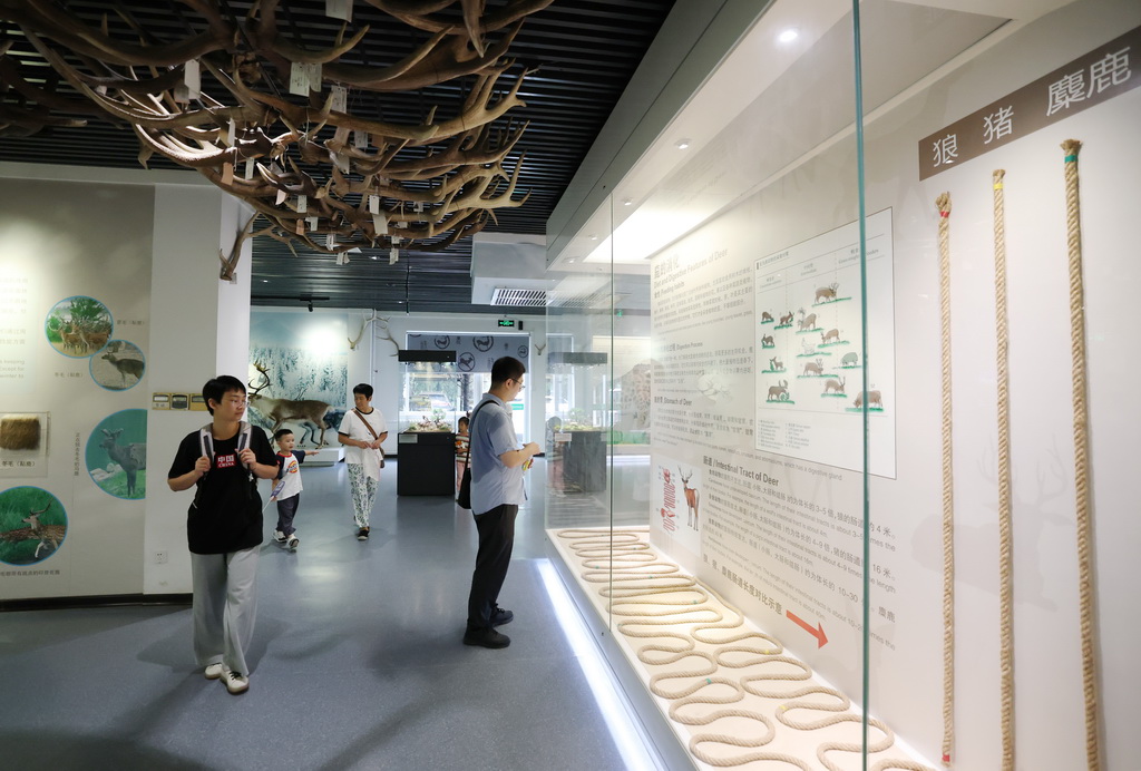 8月24日，游客在北京南海子麋鹿苑博物館參觀。