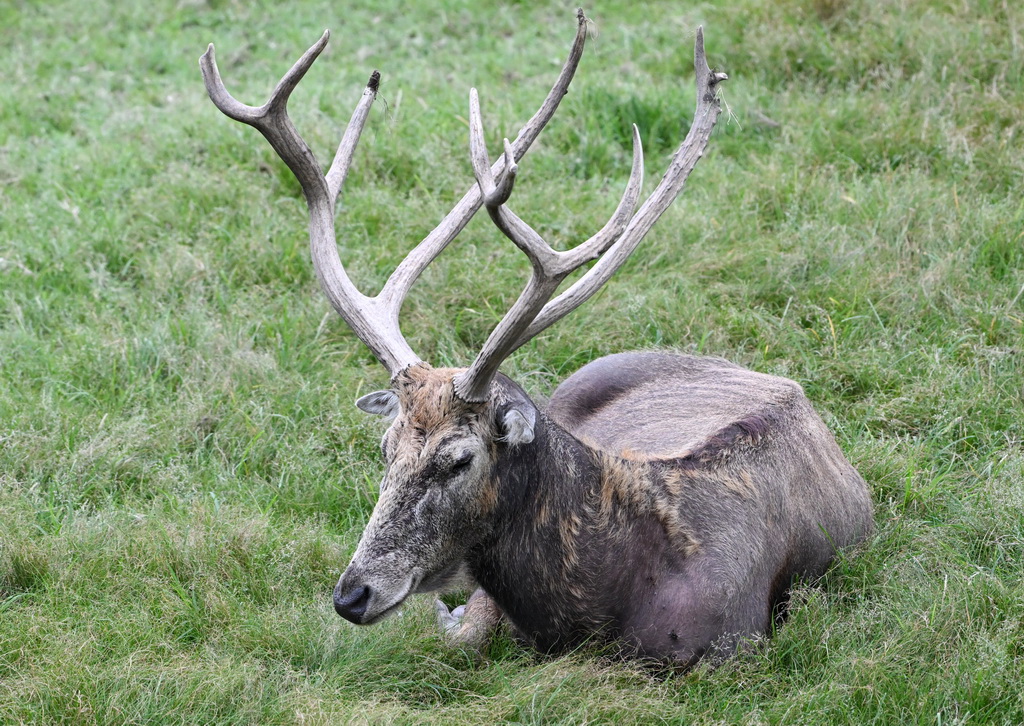 8月24日在北京麋鹿苑拍攝的麋鹿。