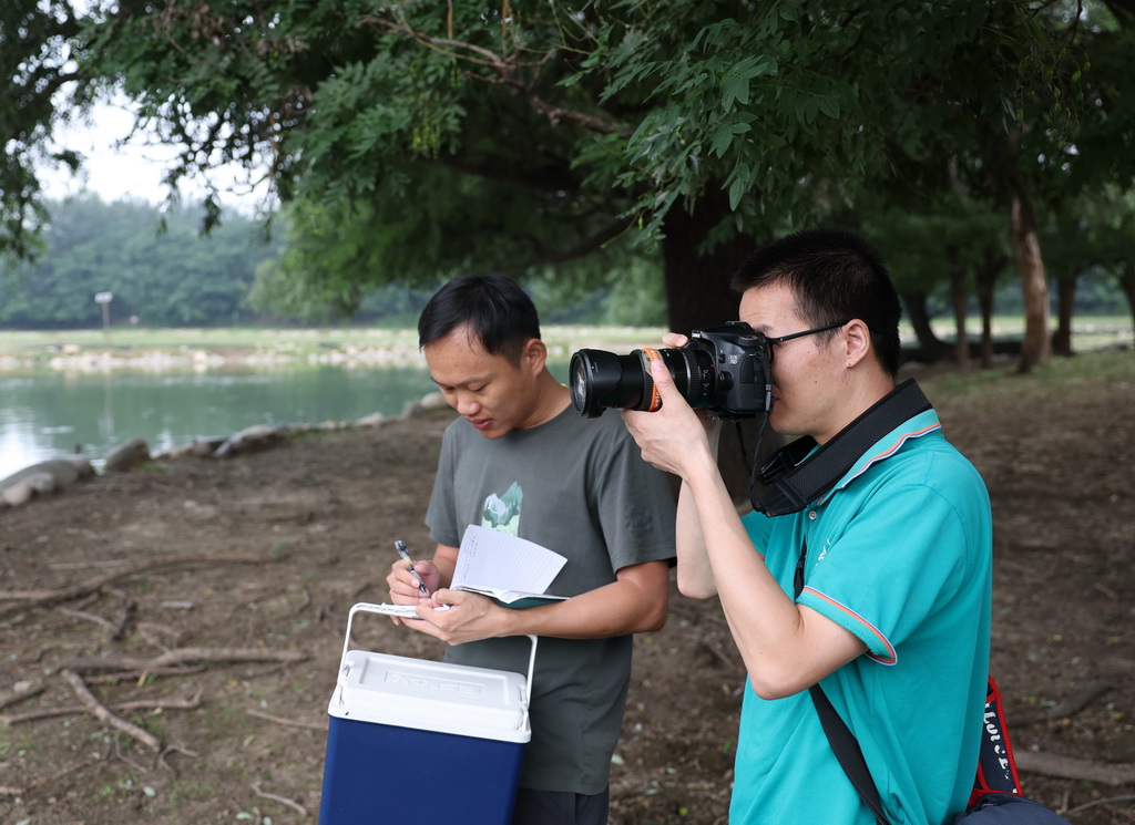 8月18日，北京麋鹿生態實驗中心的科研人員在觀察拍攝麋鹿。