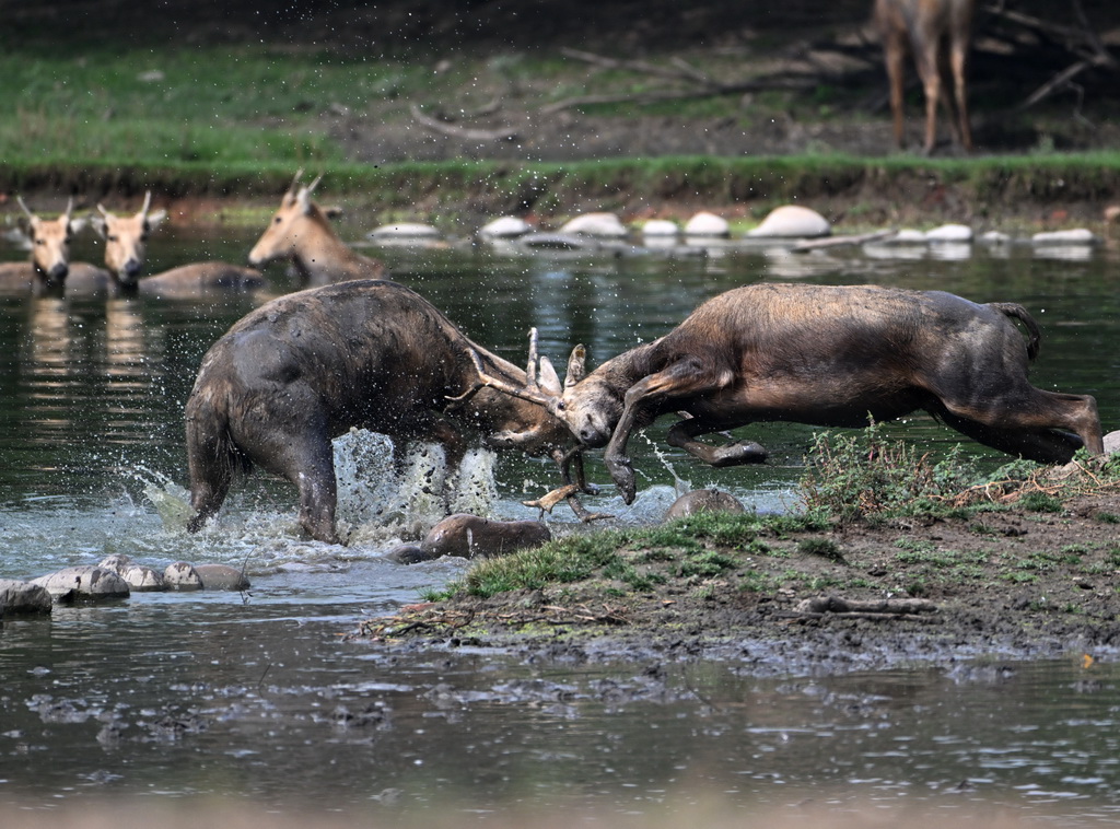 8月18日在北京麋鹿苑拍攝的麋鹿。