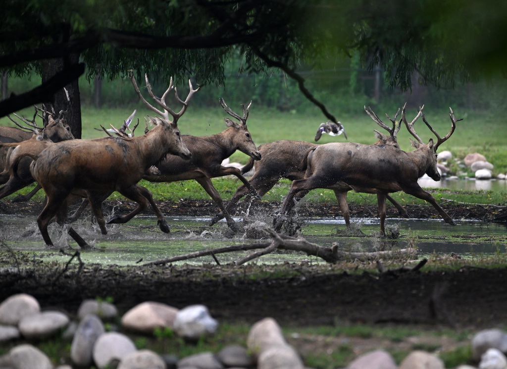 8月18日在北京麋鹿苑拍攝的麋鹿。