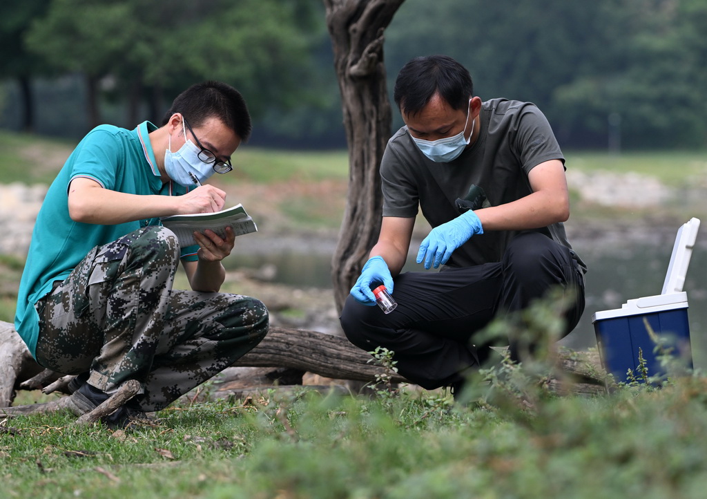 8月18日，北京麋鹿生態實驗中心的科研人員在麋鹿棲息地收集樣本。