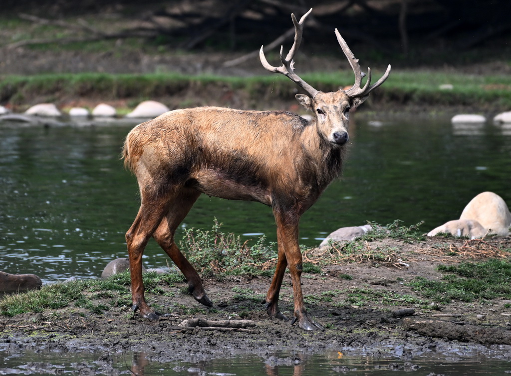 8月18日在北京麋鹿苑拍攝的麋鹿。