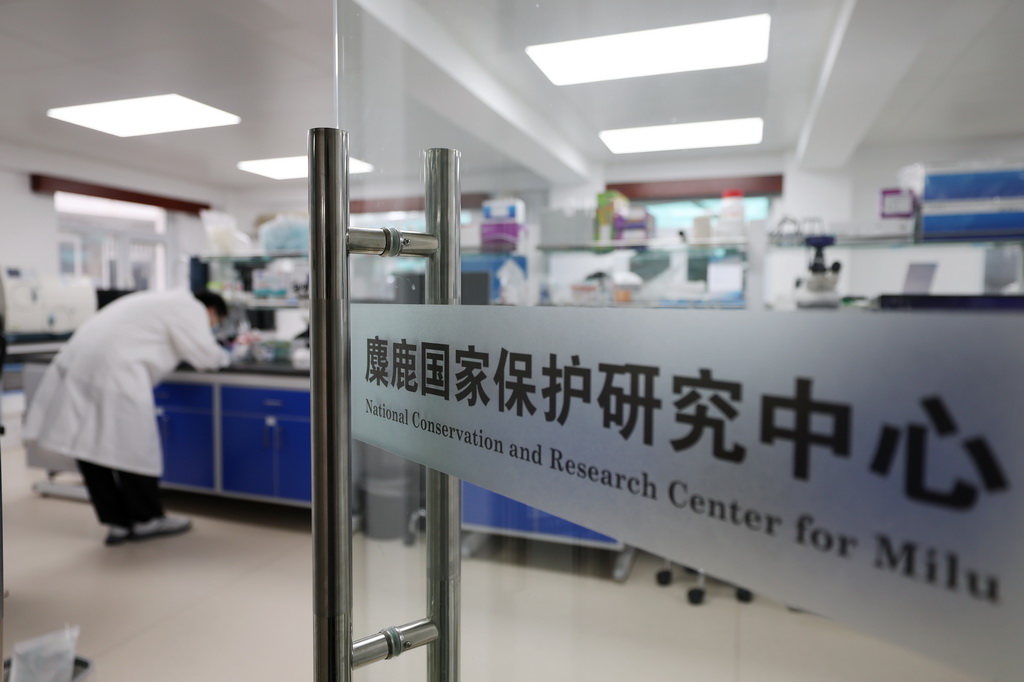 8月18日在北京麋鹿苑拍攝的麋鹿國家保護研究中心。