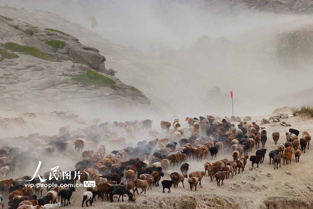 新疆阿勒泰：牲畜秋季大轉場【2】
