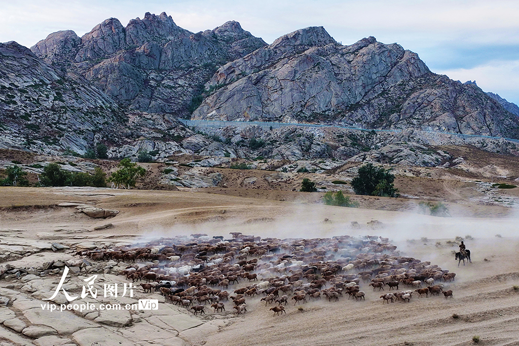 新疆阿勒泰：牲畜秋季大轉場【6】