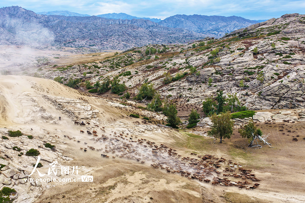 新疆阿勒泰：牲畜秋季大轉場【7】