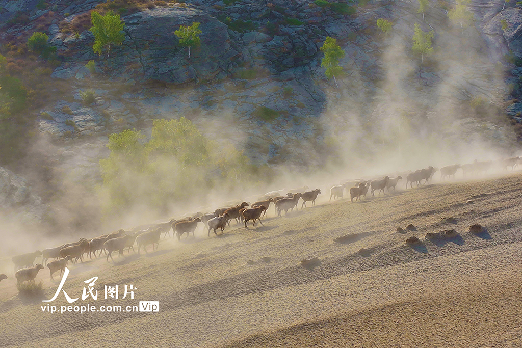 新疆阿勒泰：牲畜秋季大轉場【8】