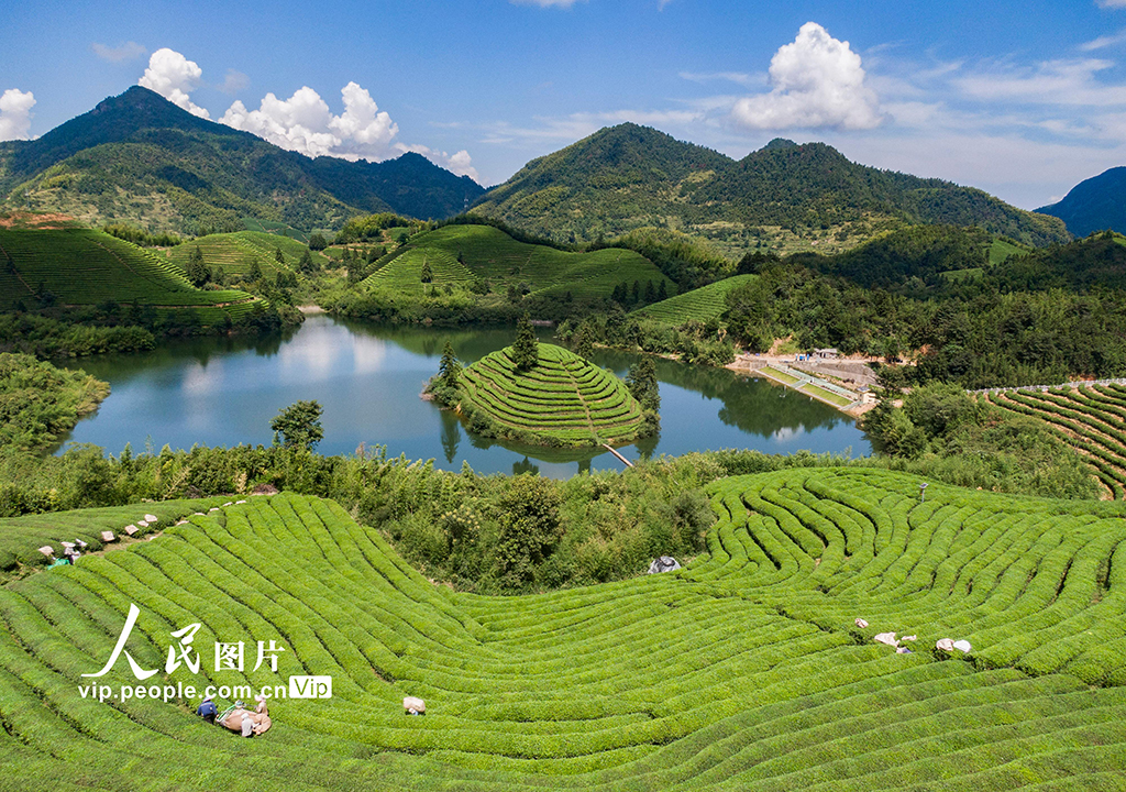 浙江武義:秋茶采收忙【3】