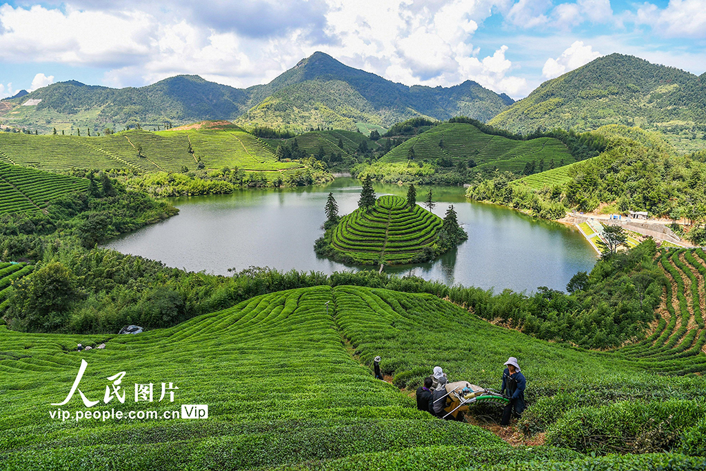 浙江武義:秋茶采收忙【6】