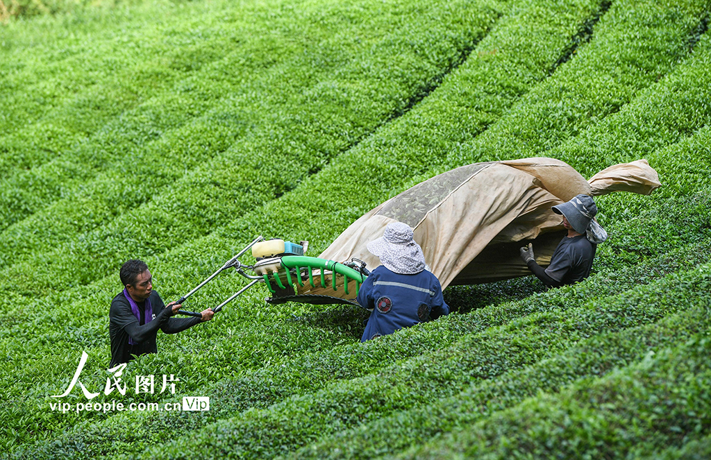 浙江武義:秋茶采收忙【2】