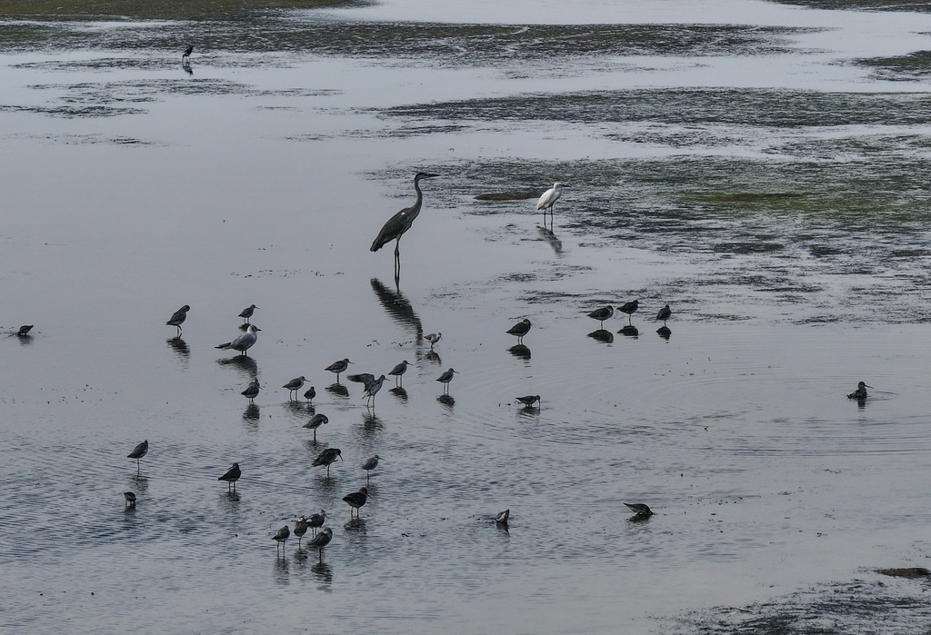 8月25日，群鳥棲息在東臺條子泥濕地“720”高潮位棲息地（無人機照片）。