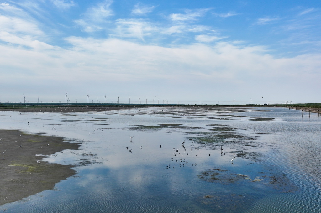 8月25日，群鳥棲息在東臺條子泥濕地“720”高潮位棲息地（無人機照片）。