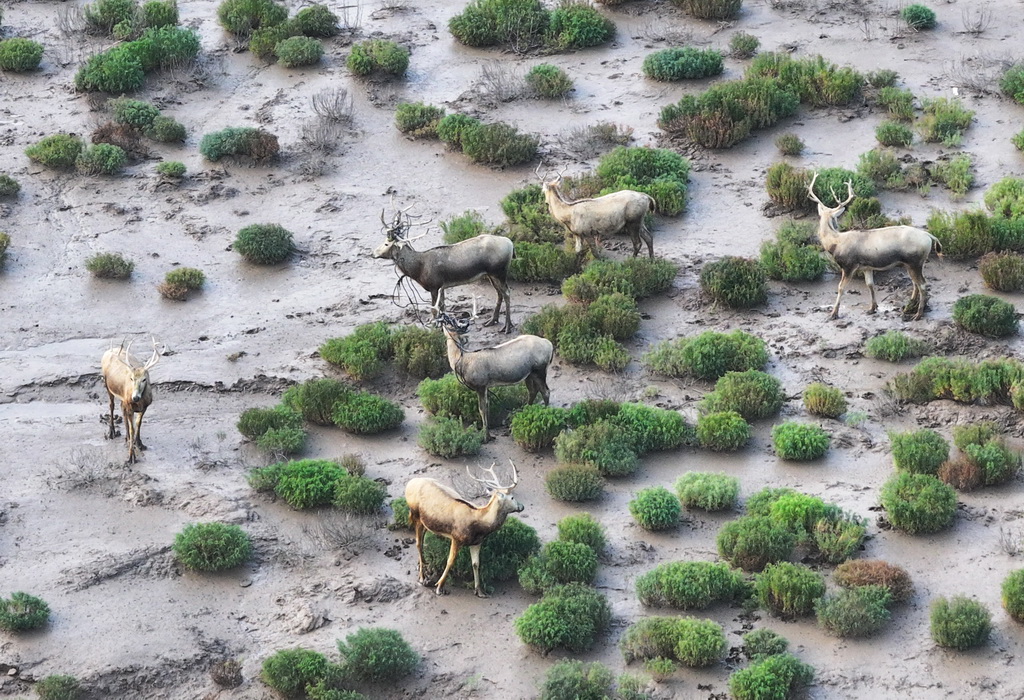 8月25日，野生麋鹿棲息在川水灣（無人機照片）。