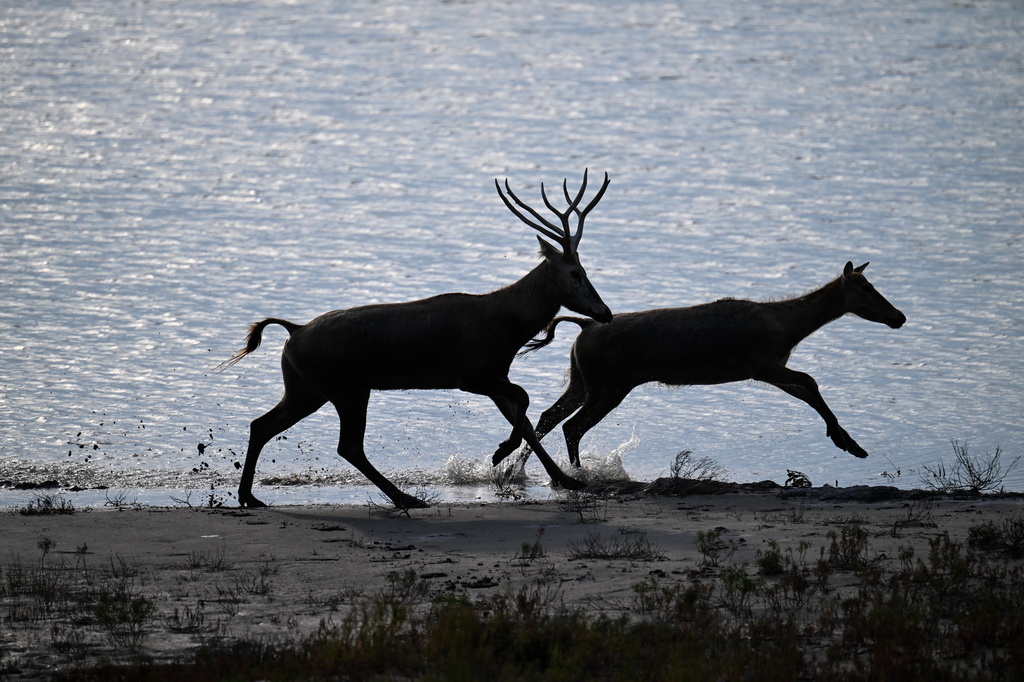 8月25日，野生麋鹿棲息在川水灣。