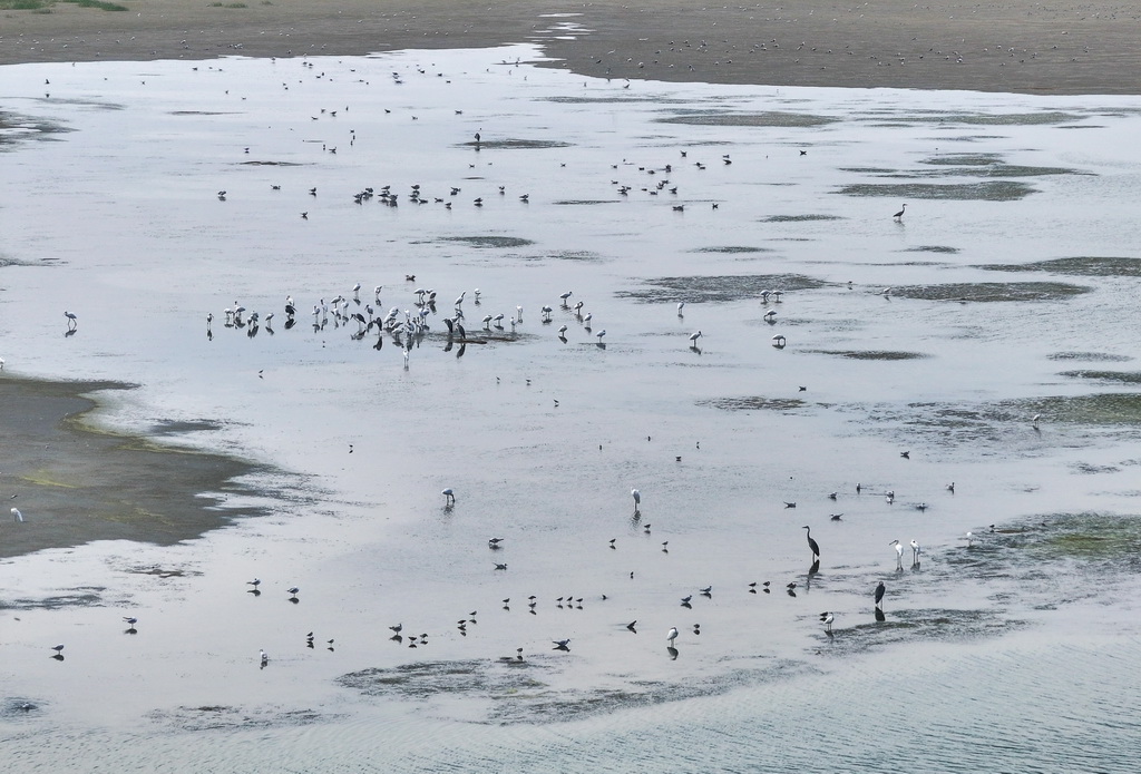 8月25日，群鳥棲息在東臺條子泥濕地“720”高潮位棲息地（無人機照片）。