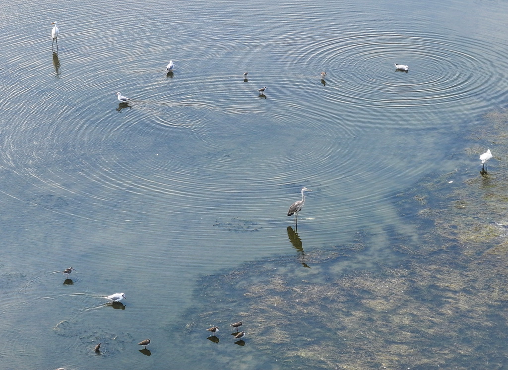 8月25日，群鳥棲息在東臺條子泥濕地“720”高潮位棲息地（無人機照片）。