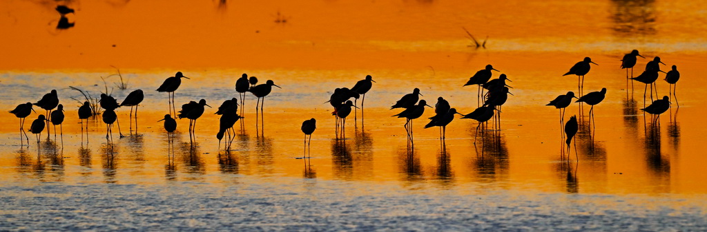 群鳥在東臺條子泥濕地“720”高潮位棲息地棲息（2023年8月31日攝）。