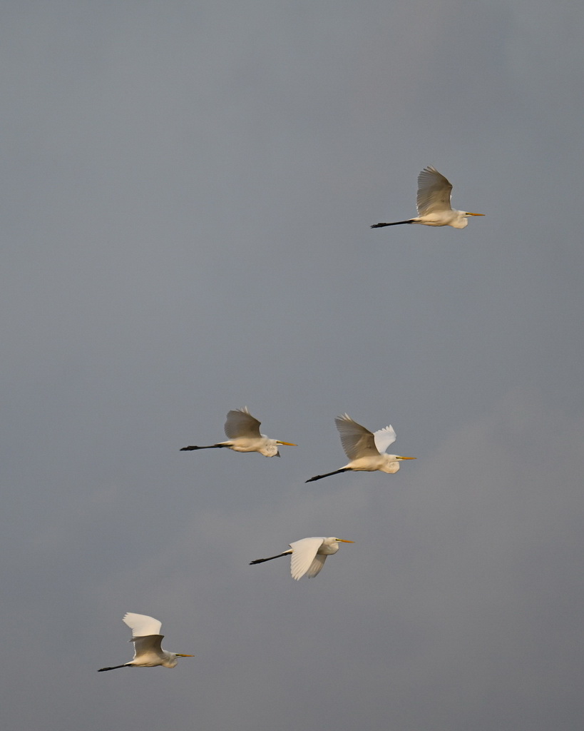 8月25日，群鳥飛翔在川水灣上空。