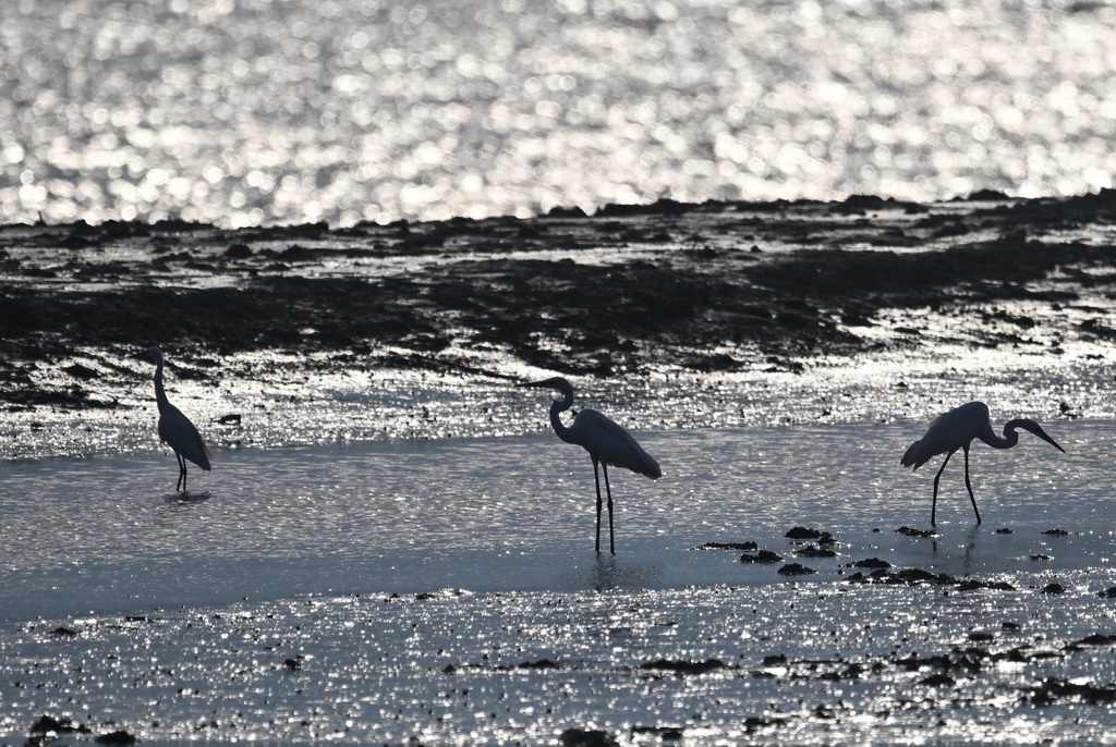 8月25日在川水灣拍攝的水鳥。