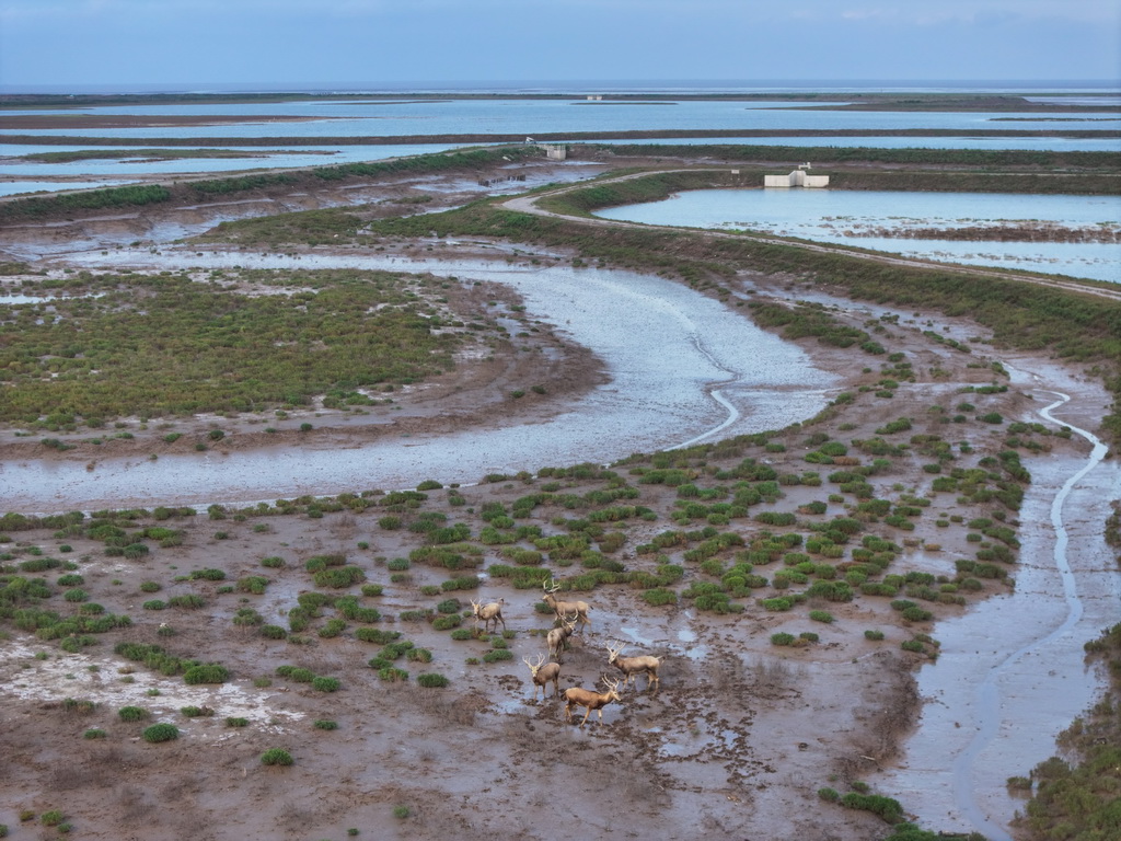 8月25日，野生麋鹿棲息在川水灣（無人機照片）。