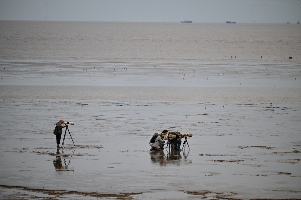 8月25日，攝影愛好者、鳥類保護者在東臺條子泥濕地拍攝觀測鳥類。
