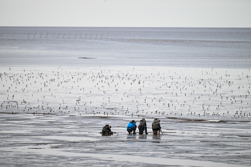 8月25日，攝影愛好者在東臺條子泥濕地拍鳥。
