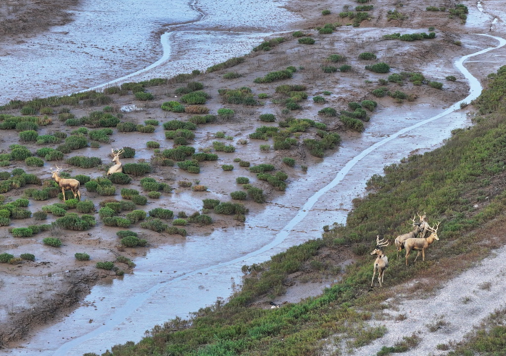 8月25日，野生麋鹿棲息在川水灣（無人機照片）。
