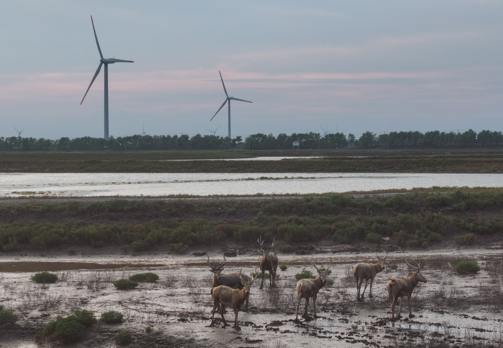 8月25日，野生麋鹿棲息在川水灣（無人機照片）。
