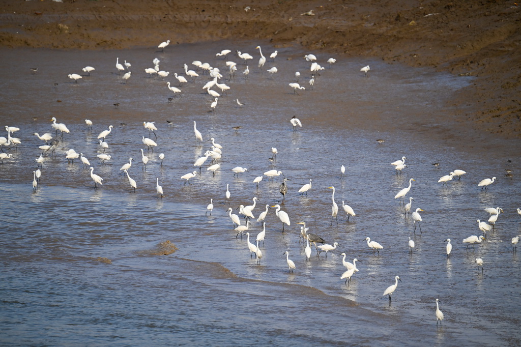 8月25日，群鳥棲息在川水灣。