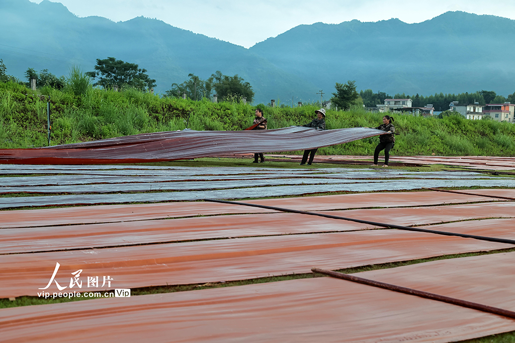 廣西蒙山:晾曬香云紗【4】
