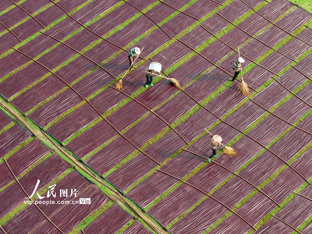 廣西蒙山:晾曬香云紗【5】